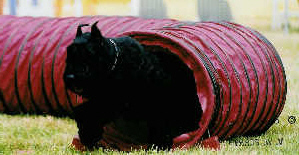 Laura's Norman